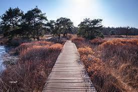 20251116-ws-grootmapieven 20251116-ws-grootmapieven